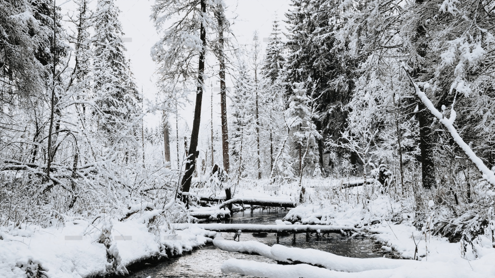 demo-attachment-1932-kristaps-ungurs-zf3gwt5Rod0-unsplash-scaled